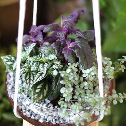 Jungle Bowl : Gyunra + Pilea Cadierei + Peperomia Spp - Plants