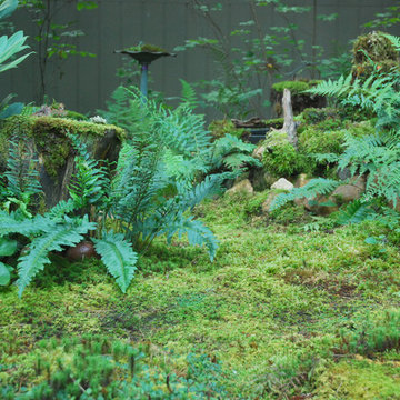 Moss and Fern Garden