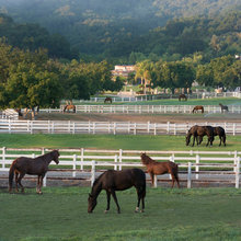 Kingdom Ranch