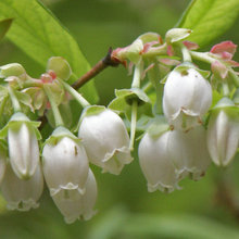 White flowers