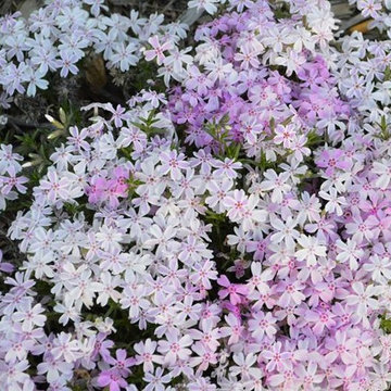Great Plants For Colorado