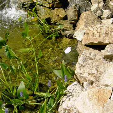 Backyard Ponds