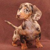 Irina Levakova's photo