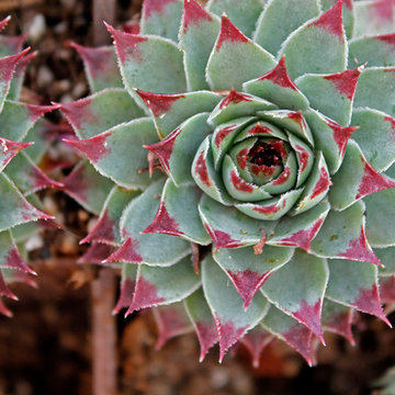 Echeveria