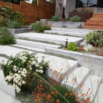 Modern Belmont Entry Garden
