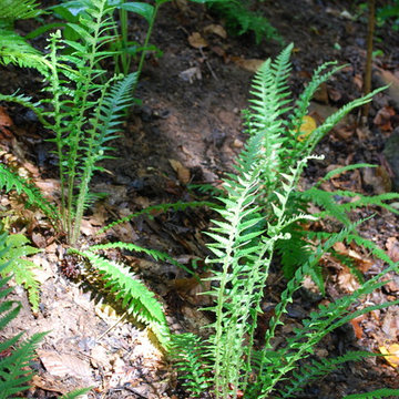Japanese beech fern