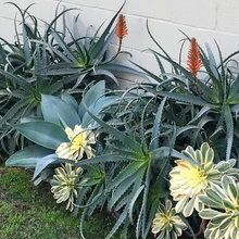 Modern Succulent Garden
