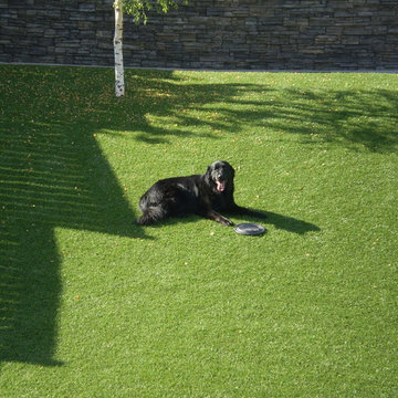 Dog Yards
