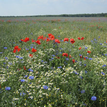 Inspiration Wildblumenwiese – holen Sie den bunten Sommer nach drinnen!