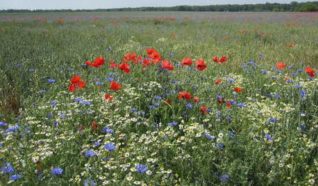 Inspiration Wildblumenwiese – holen Sie den bunten Sommer nach drinnen!
