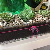 Sonya Snowsill's photo