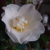 Nuna Caraianiさんの写真
