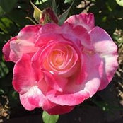Foto von Debbie Armstrong