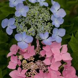 Let's Dance&reg; Starlight Bigleaf Hydrangea - Plants