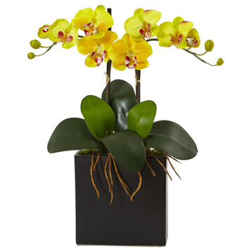 Double Mini Phalaenopsis, Black Vase, Yellow