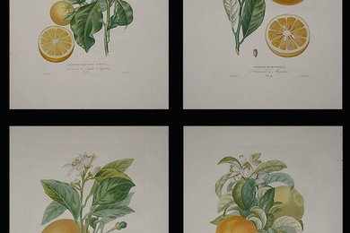 Wall Decoration Ideas - 19th Century Citrus Artwork