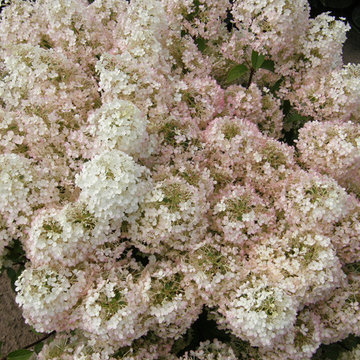 Bobo® Hardy Hydrangea (H. paniculata)