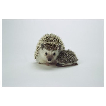 African Hedgehog Mother And Baby, Native To Africa-Paper Art