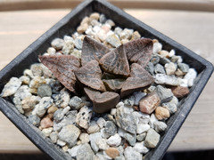 plant giant sunflower seeds Giant Sunflower Seeds for Planting - Mammoth Grey Stripe - 300 Seeds