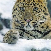 Anna Klimt's photo