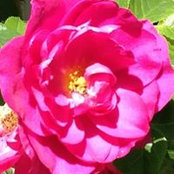 Kelly Malm's photo