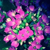 Anne Hurley's photo
