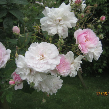 Bepflanzung