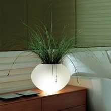 Plant [Indoors]