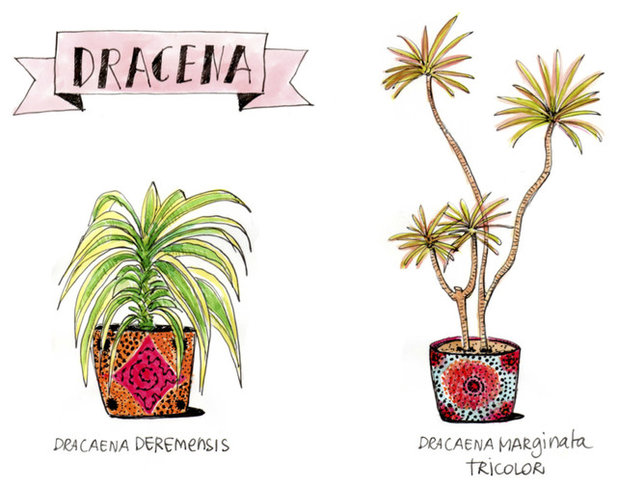 La dracena, prima puntata di giardinaggio illustrato Come potare il tronchetto della felicità