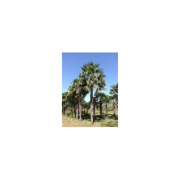 CANADIAN PALM TREES