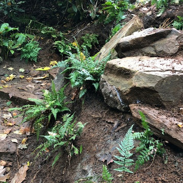 Ferns, ferns, ferns