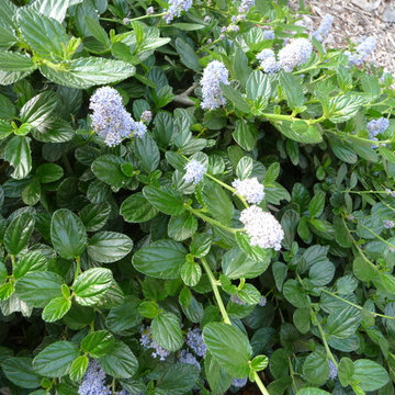 Ceanothus Yankee Point stabilizes the hillside