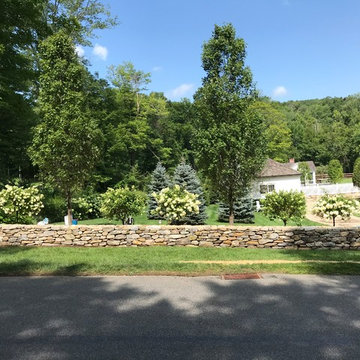 Extension of stone wall, Hornbeam trees & PeeGee Hydrangea’s