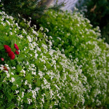 Plant Materials