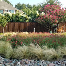 Front Yard landscaping