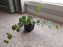 Plant ID help. Succulent that looks like a Eucalyptus. | Houzz Forum