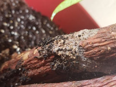 Worms in my house plant | Houzz Forum