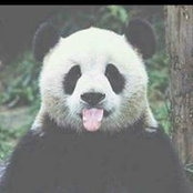 Hana Alaa's photo
