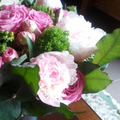 Photo de Pivoine ,