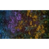 Sue Kiene's photo