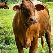 Foto di LB Cattle Beefmasters