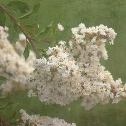 White Crepe Myrtle - Prints And Posters