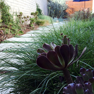 Drought Tolerant Landscape in Eagle Rock, CA