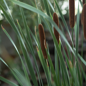 Plantings