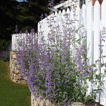 new house landscaping