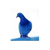 Wadhah Al Mandhari's photo