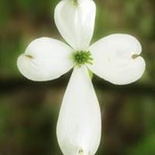 Celeste Serafin Powell's photo