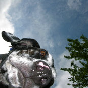 Chris Dancas foto