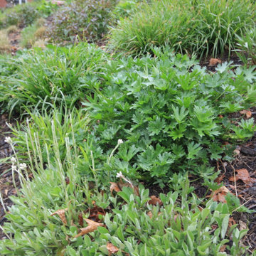 Native Plant Landscaping, Hardscaping, and Bioswales