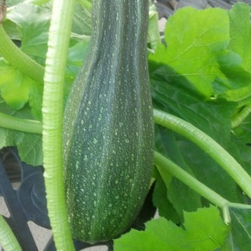 Patio vegetables -Organic Hydroponic Growing system